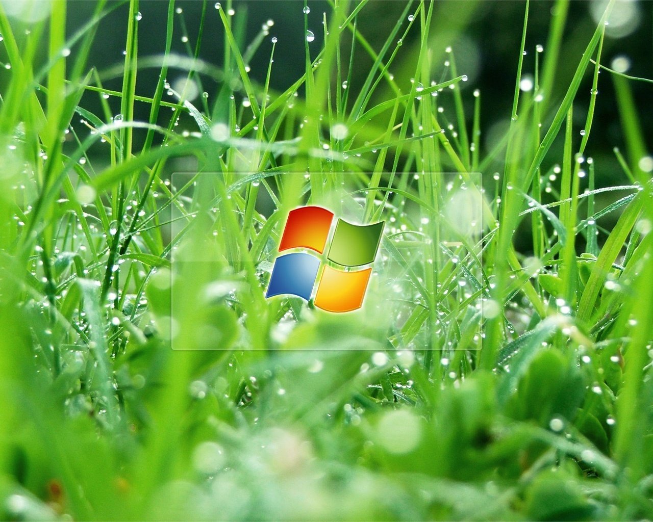 Логотип windows с травкой и росой