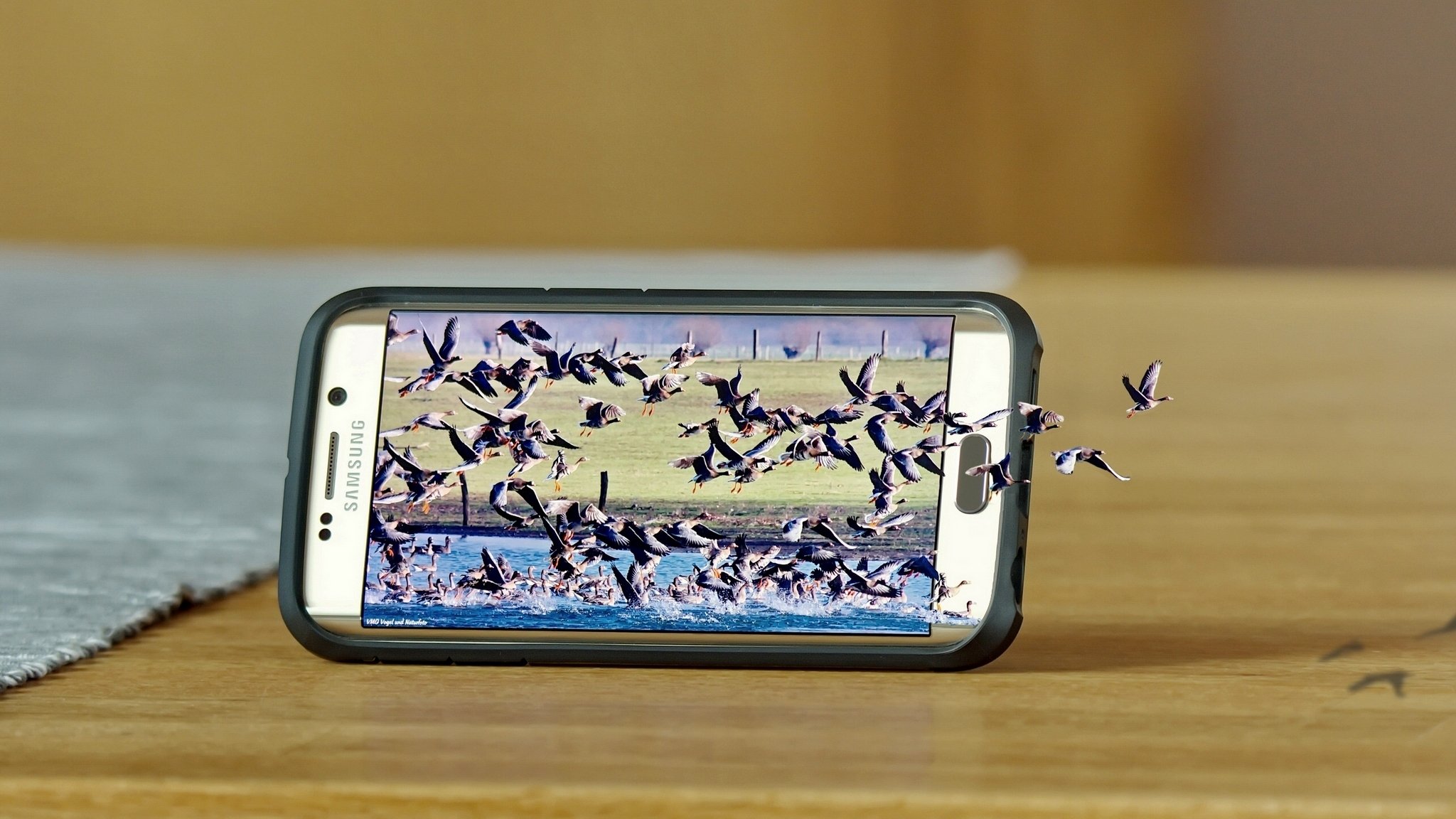 samsung galaxy s6 край samsung смартфон природа птицы