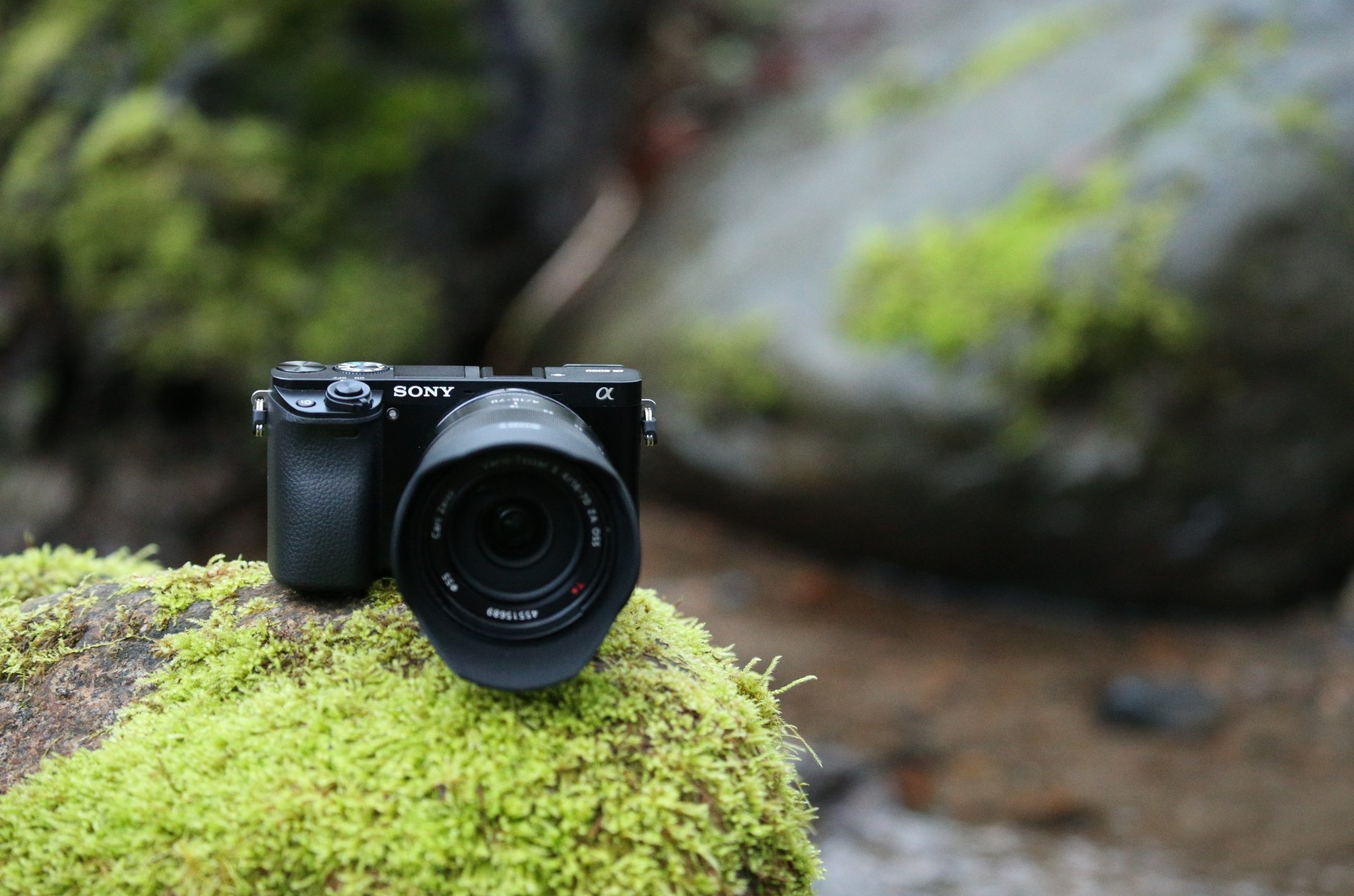 sony a6000 wi-fi sony alpha a6000 цифровая камера растительность породы природа кожа высокотехнологичный технологии фотографии камера