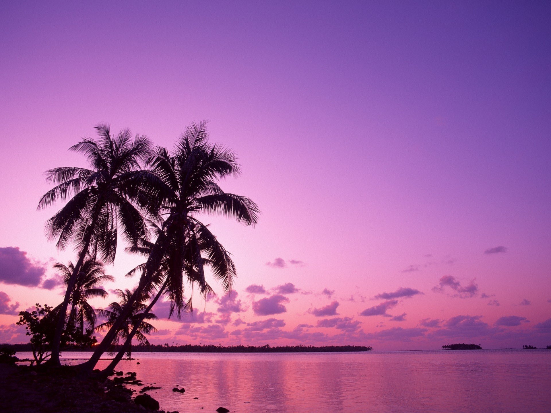 Остров обои айфон. Пальмы на закате. Лиловый закат. Фиолетовый закат. Сиреневый закат.