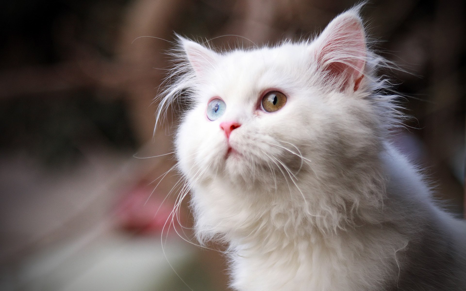 Очаровательная киска. Ангорская порода гетерохромия. Американский керл белый. Турецкий Ван гетерохромия. Ангорский кот гетерохромия.