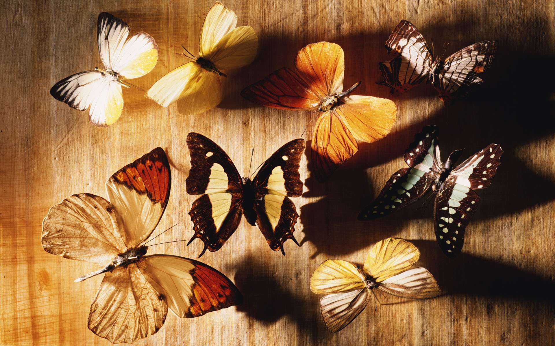 Обои на стол бабочки. Обои с бабочками. Красивый фон с бабочками. Заставка на рабочий стол бабочки. Бабочки в природе.