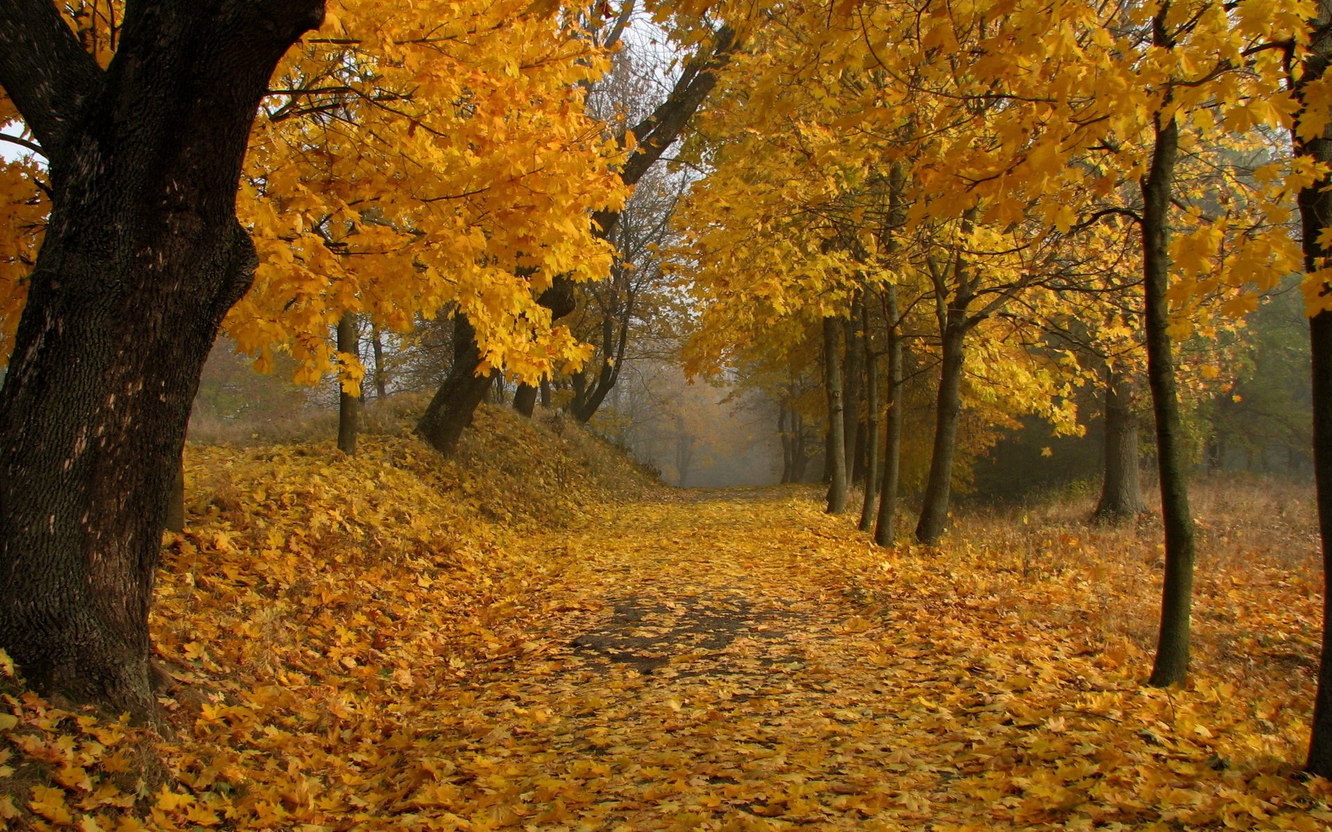 Куз тигэннэн. Осенний пейзаж. Осенний парк. Красивая осень. Осень картинки.