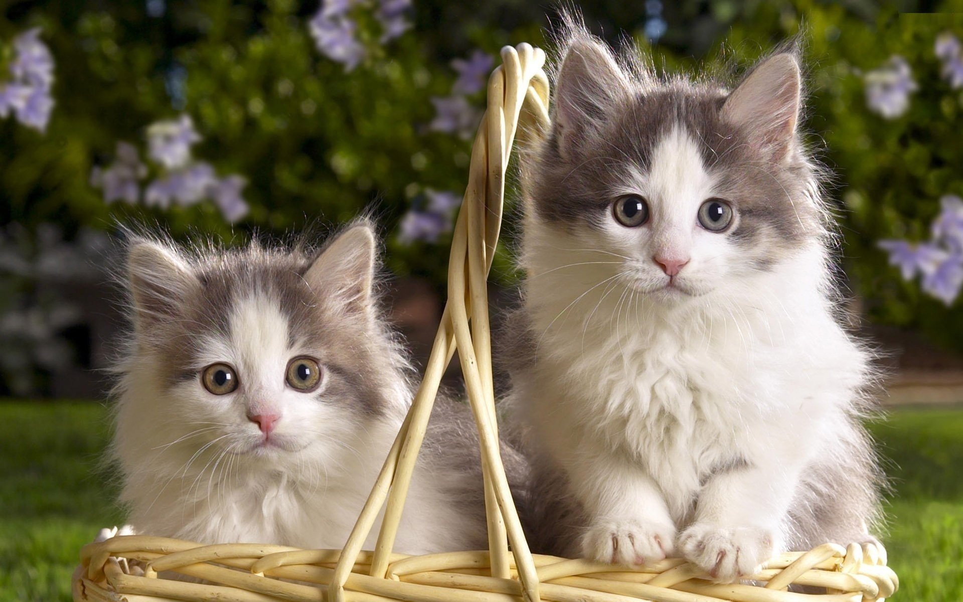 Питомцы кошечки. Обои с котятами. Красивые кошки. Милые котики. Красивые котята.