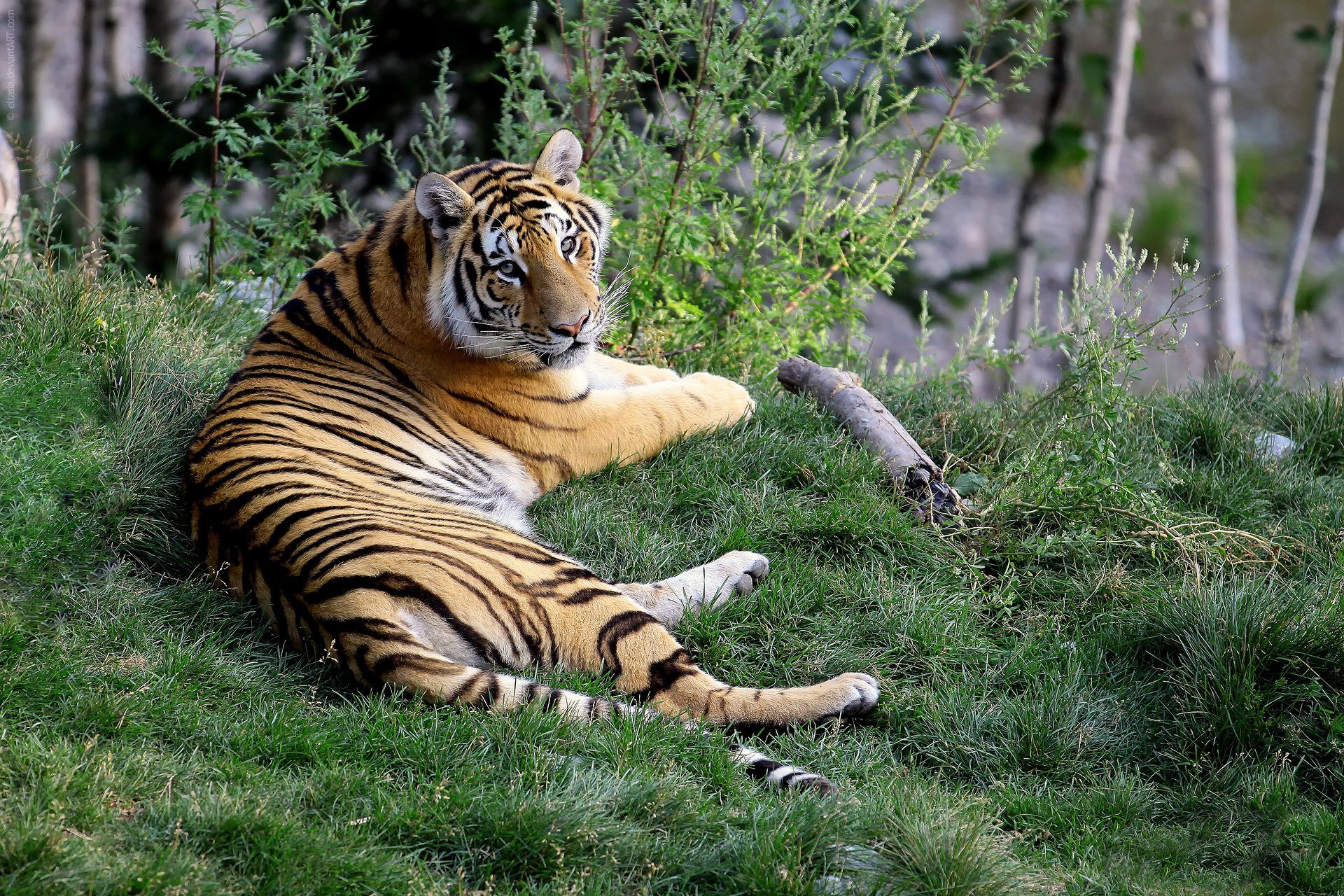Animal pc. Бенгальский тигр. Амурский (Уссурийский) тигр. Бенгальский тигр Шерхан. Красивый тигр.
