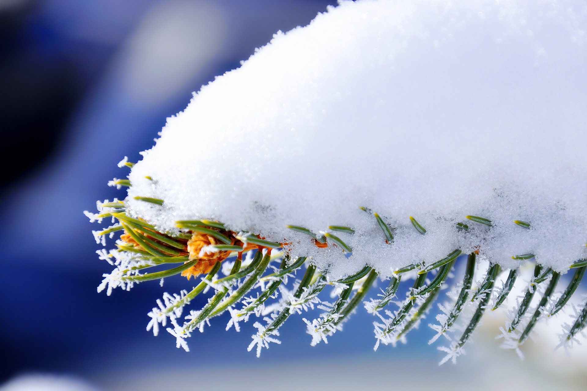 Красивая картинка со снегом. Зимние обои. Зимняя веточка. Зима снег. Красивые зимние обои.