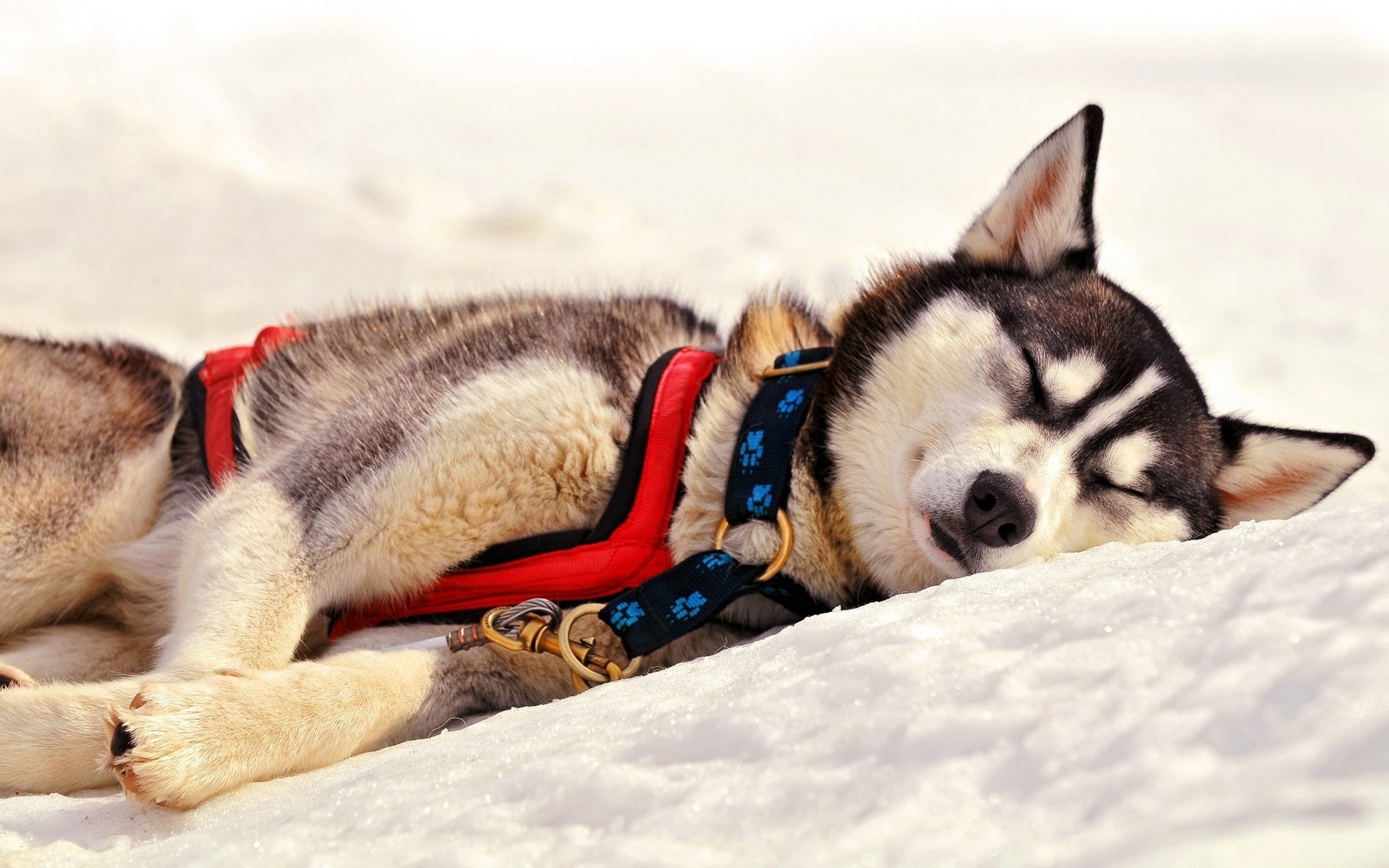 Спи пока снег. Собака хаски. Хаски фото. Обои собаки хаски. Картинки на рабочий стол хаски.
