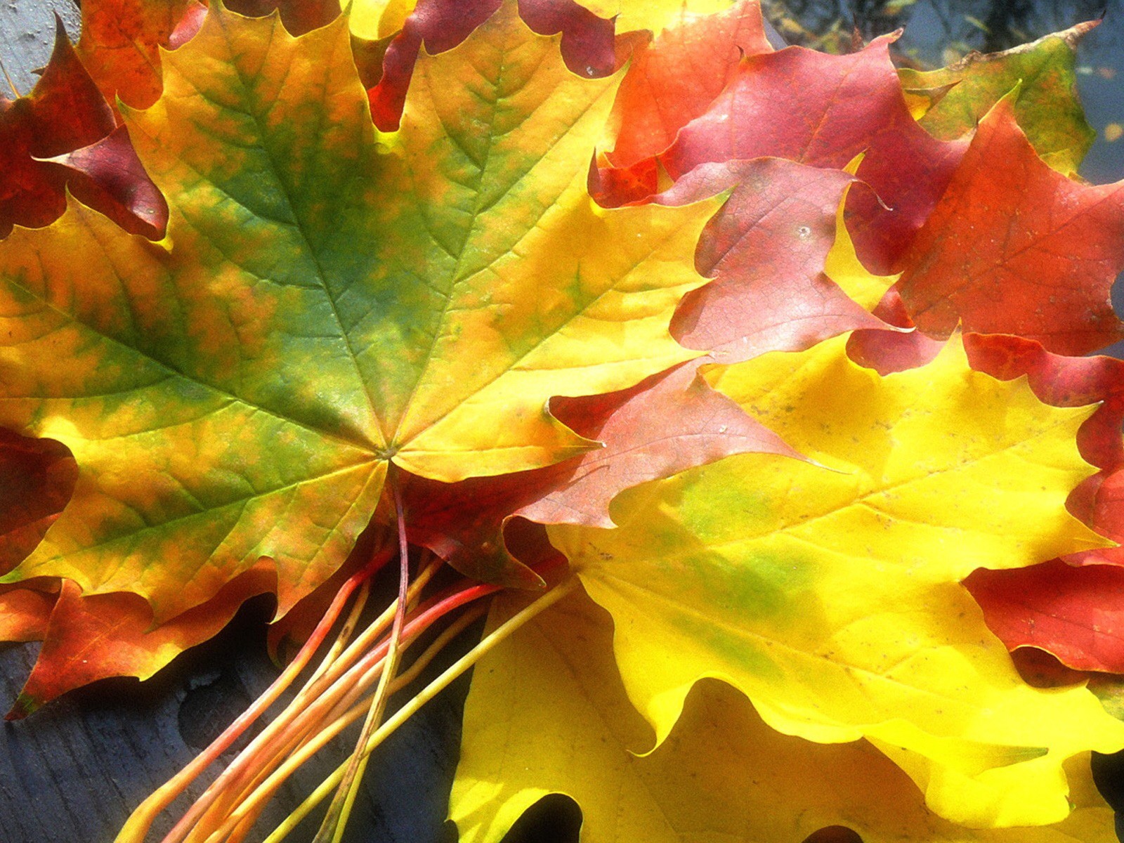 Кленовый лист. Осень листья. Разноцветные листья. Много на дорожках листьев золотых.