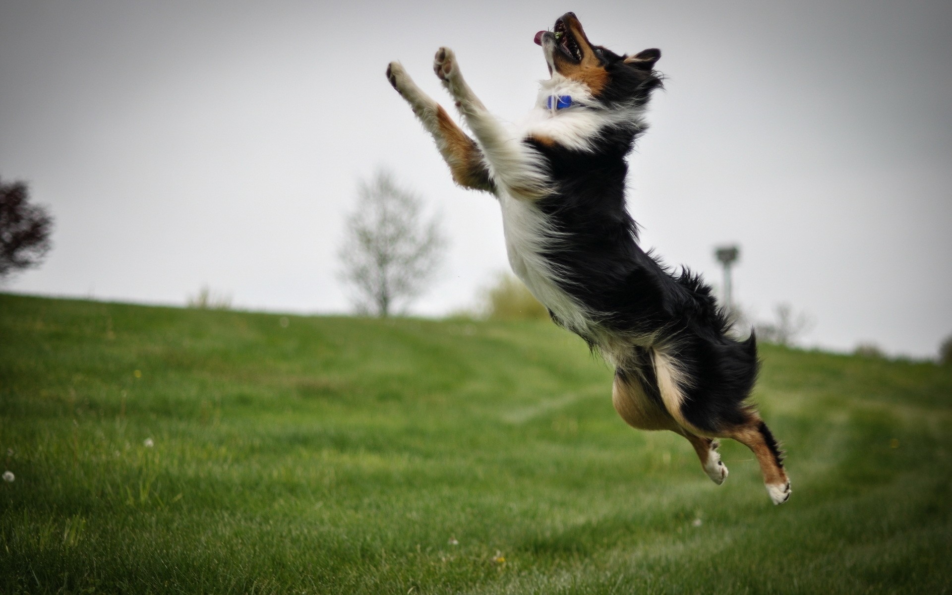 My dog can jump. Бордер-колли. Бордер колли в прыжке. Бордер колли щенки. Бордер колли в движении.