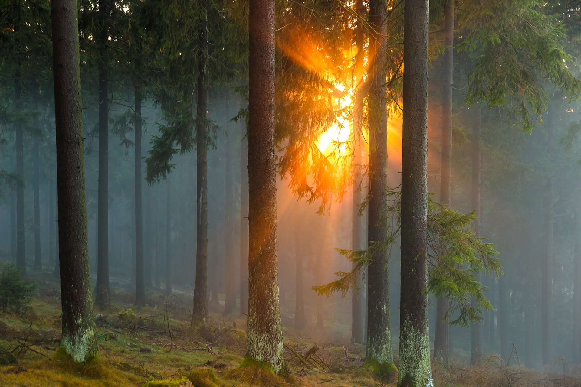 Лучик солнца блеснул из за леса. Солнце сквозь деревья. Солнце сквозь туман. Солнечные лучи в лесу. Лес туман солнце.