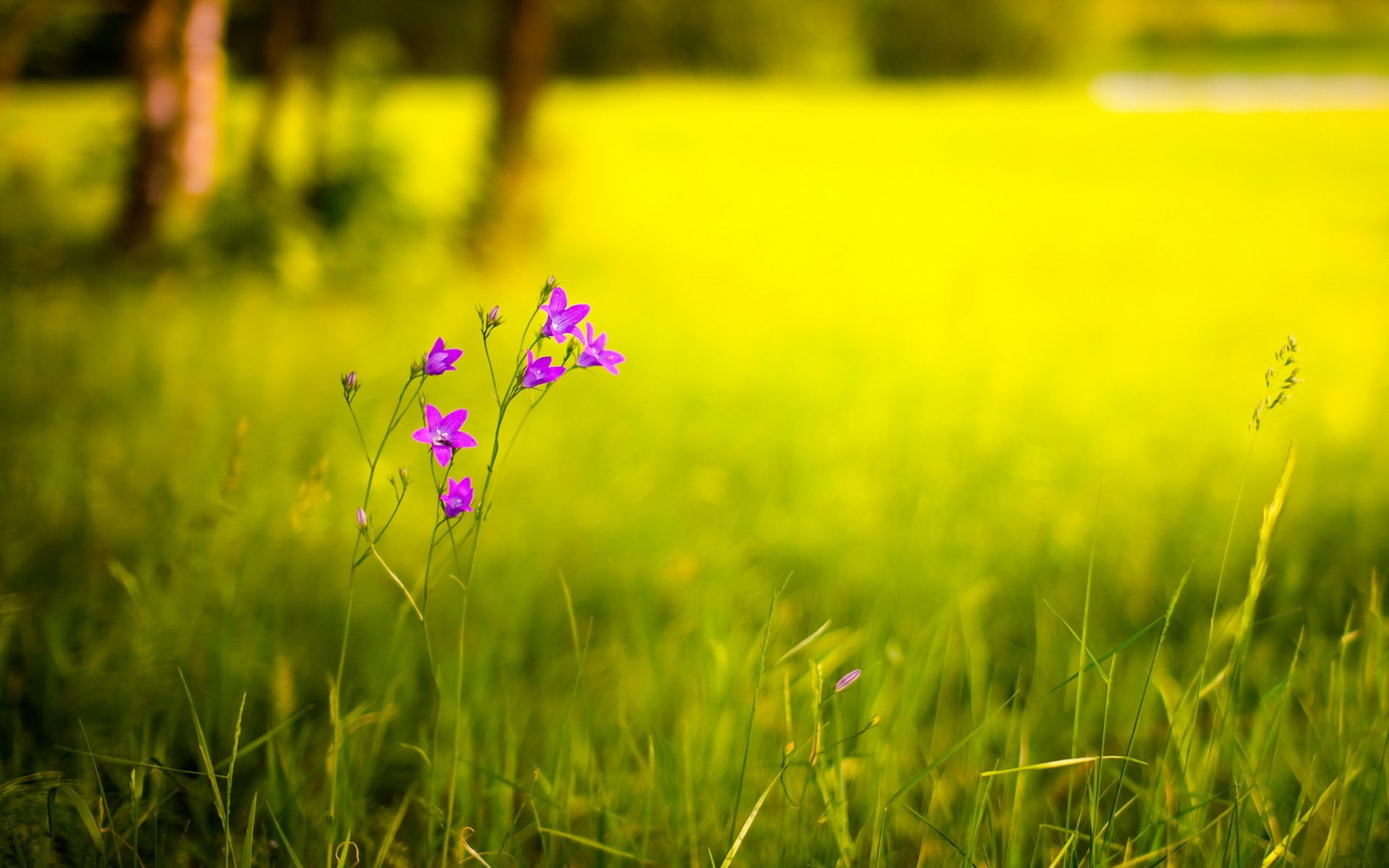 Flower nature. Полевые цветы. Летние травы. Летние цветы. Красивое лето.