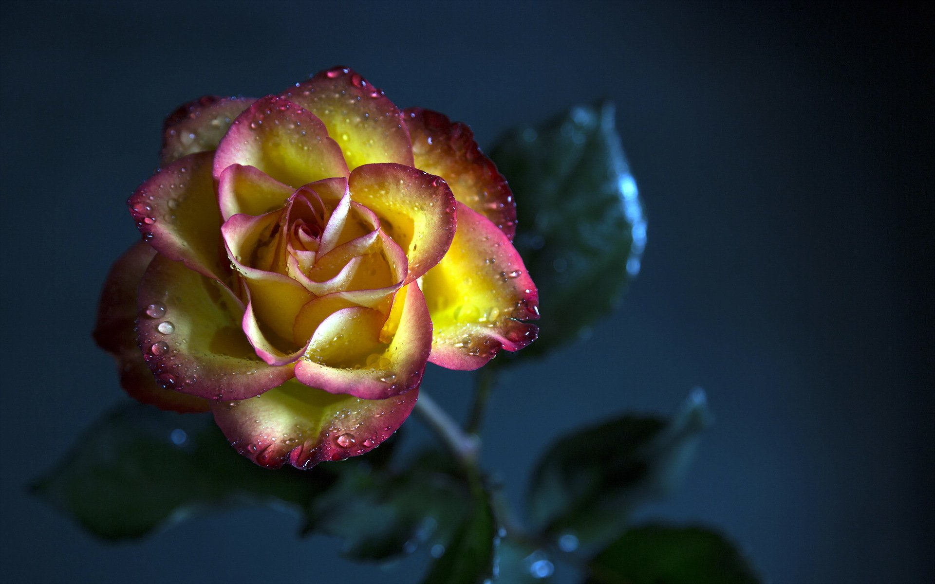 Розы света песня. Необычные розы. Цветы розы. Цветы красивые необычные. Самые красивые цветы.