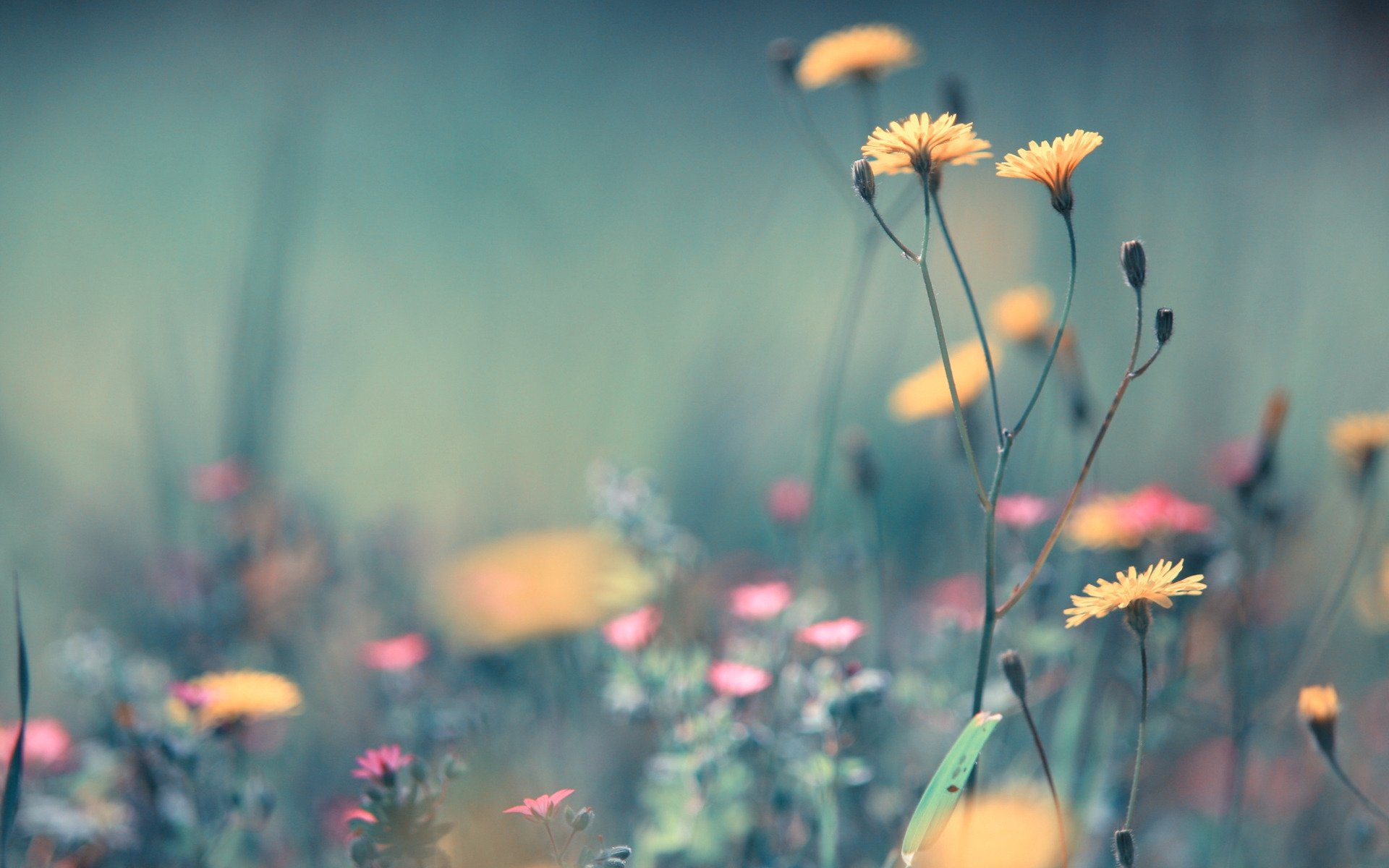 Wildflowers tumblr