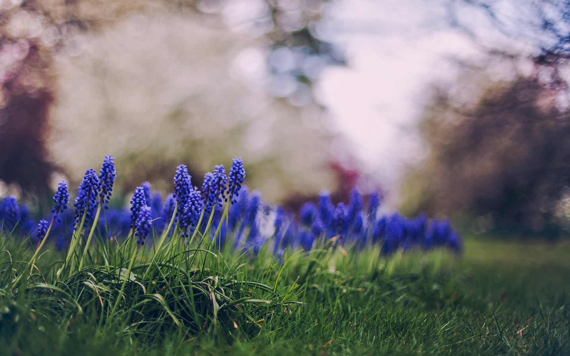 Flower nature. Весенние цветы. Синие весенние цветы. Весенний фон на рабочий стол. Весенние обои на рабочий стол.