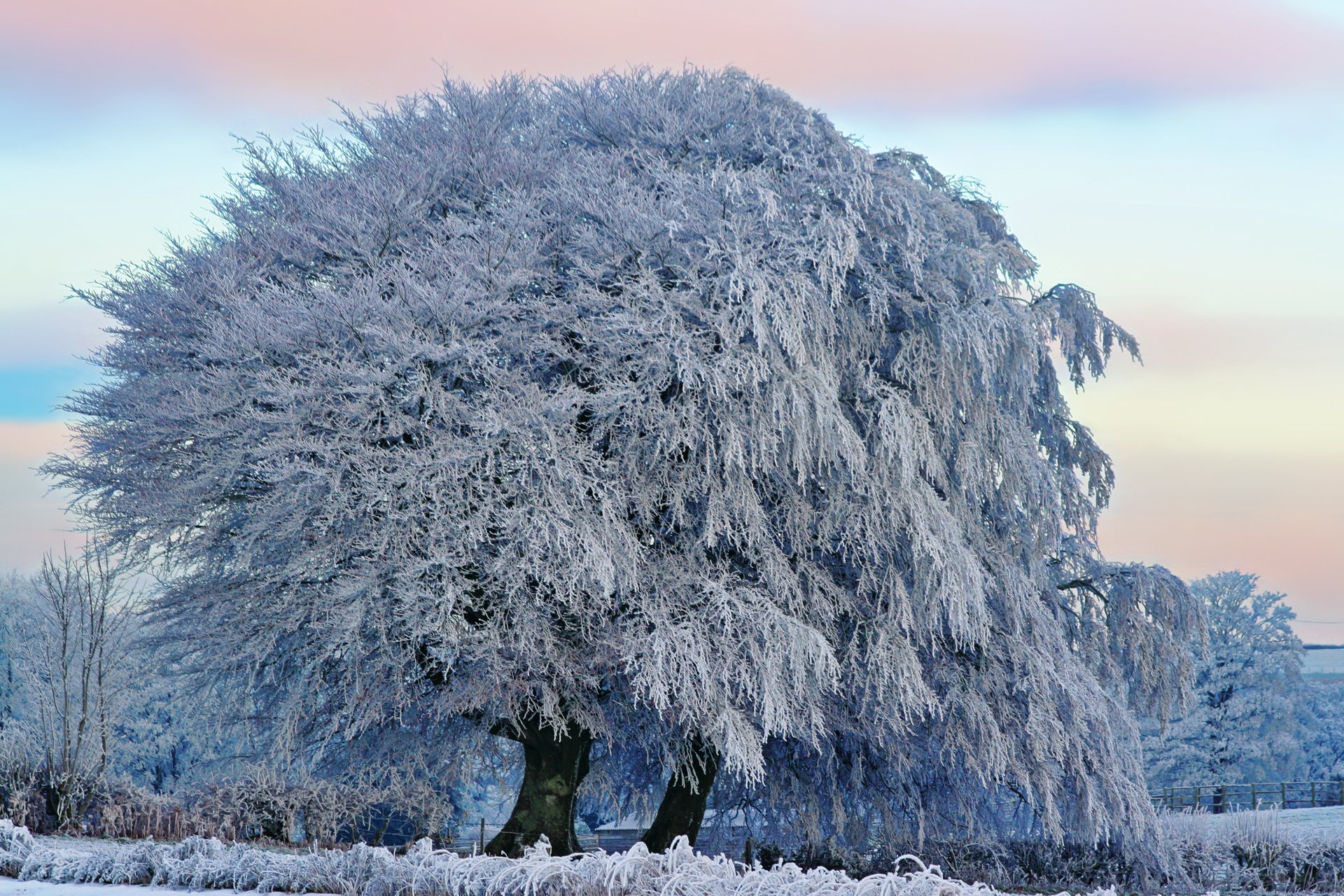 Зима красивые деревья. Куржевина – иней. Зимнее дерево. Деревья в снегу. Заснеженные деревья.