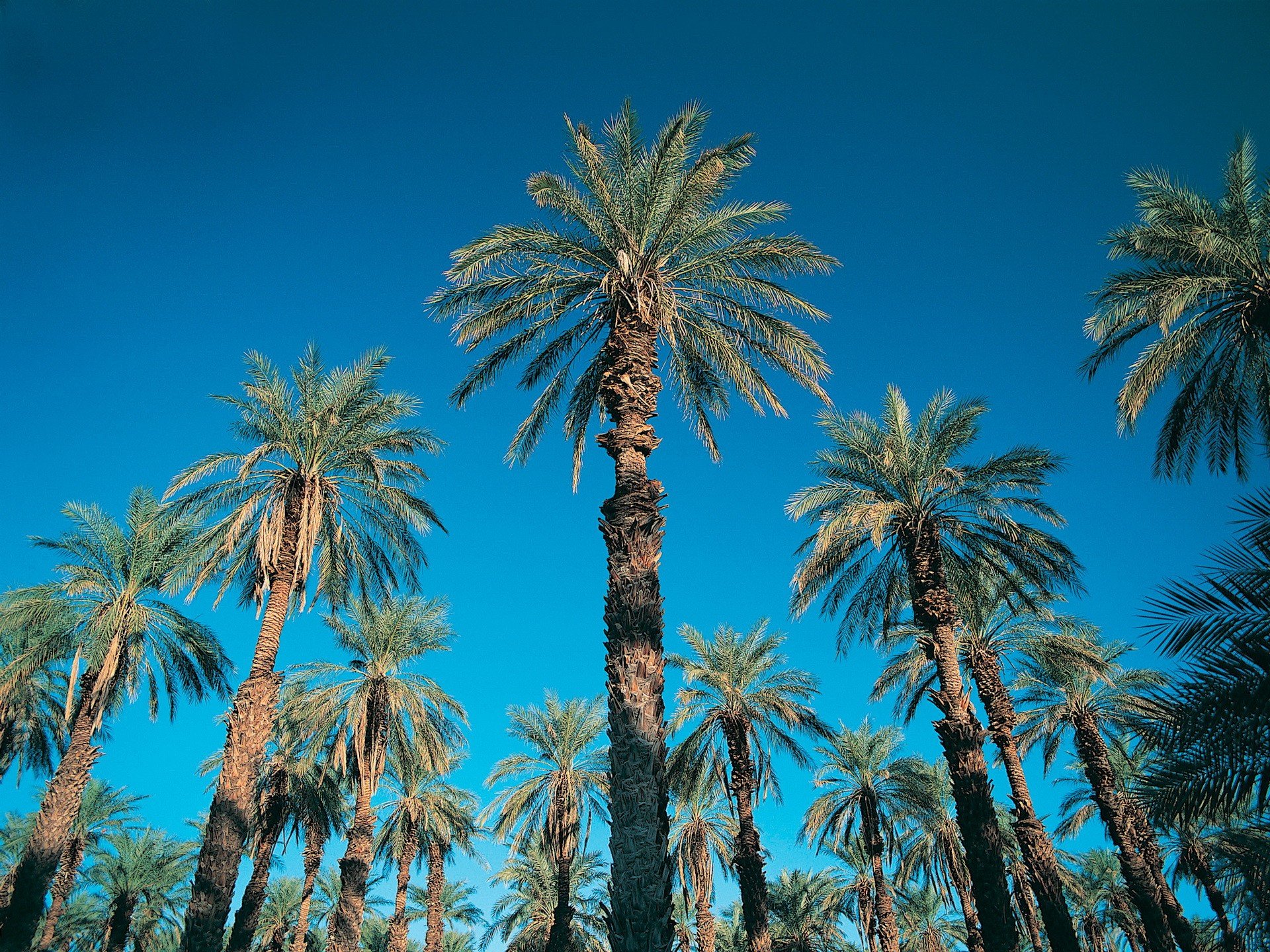 Backpage Palm Desert