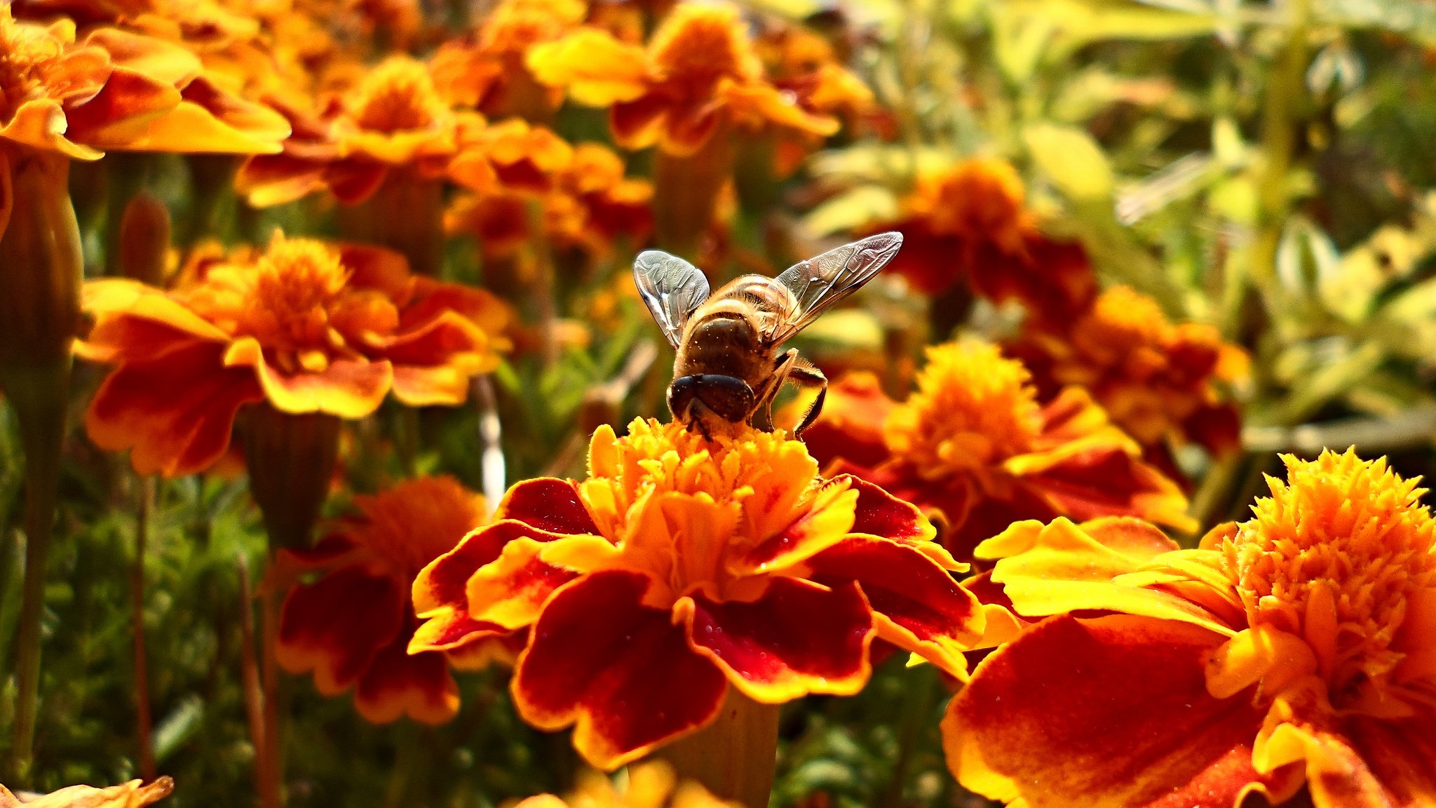 Запах нектара. Медовые цветы. Пчела на цветке. Пчелки на цветах. Лето цветы пчела.