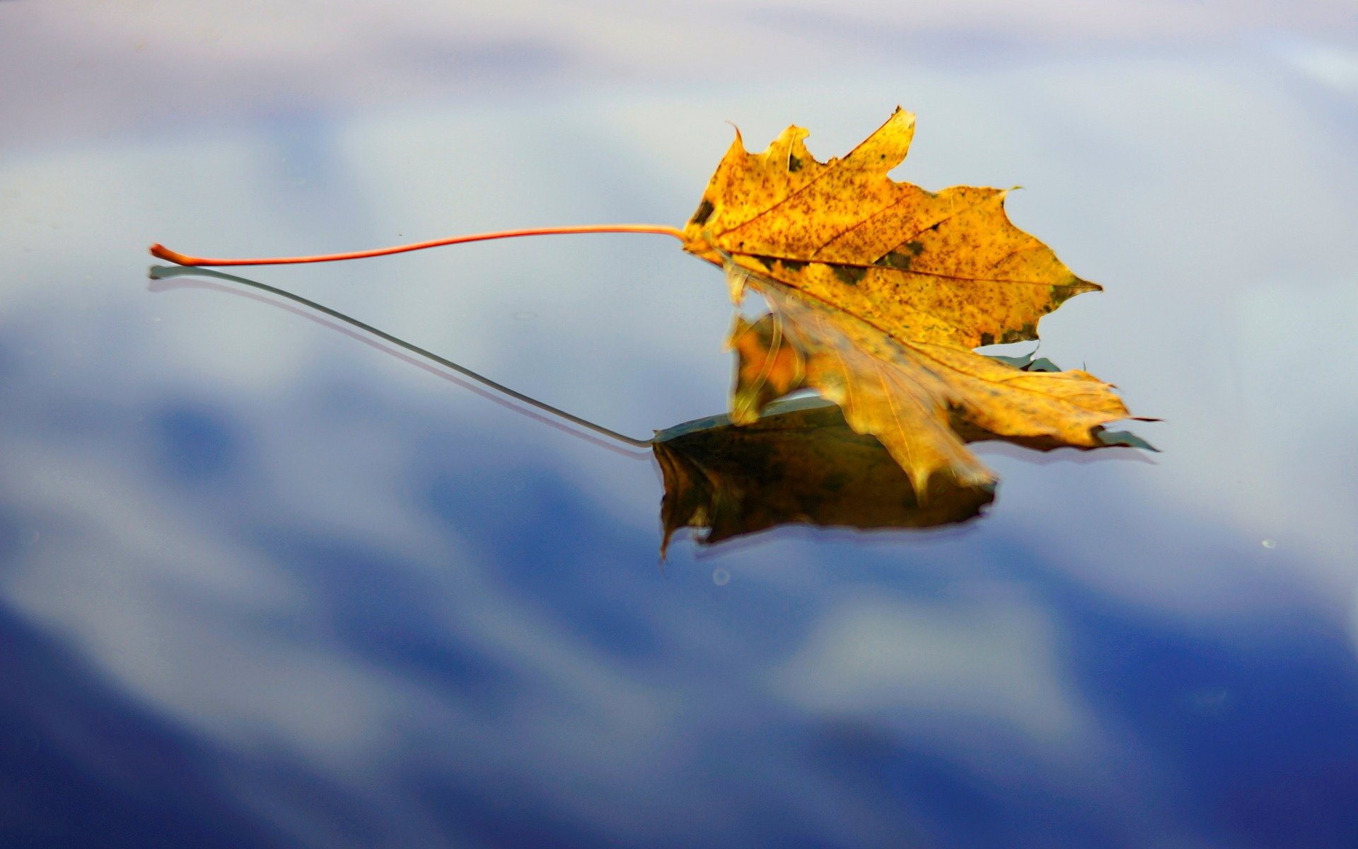 Попав в листья вода с поверхности. Листья в луже. Осенние листья на воде. Осенние листья в луже. Листок на воде.