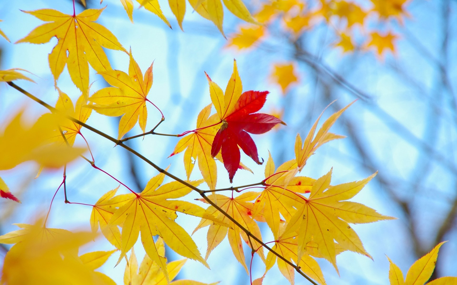 Листья желтые по краям. Осенний фон. Осенние листья. Осень картинки красивые на рабочий стол. Красивые листья.