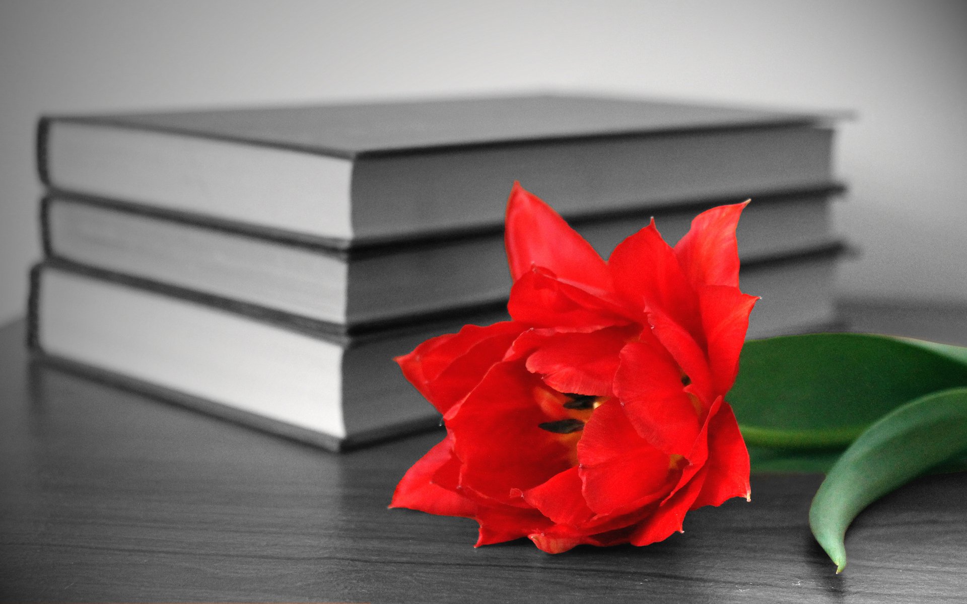 книги цветок красный стол