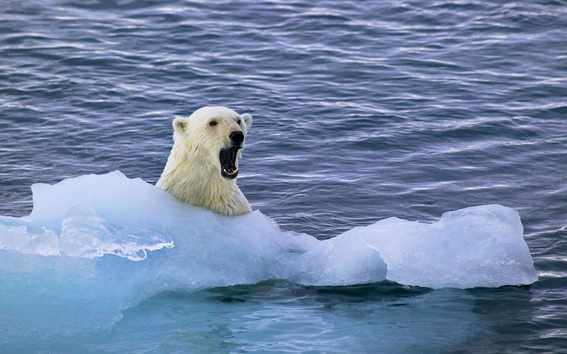 Арктика жизнь белого медведя. Северный Ледовитый океан белый медведь. Арктика Северный Ледовитый океан. Белые медведи в Арктике. Белые медведи во льдах Северного Ледовитого океана.