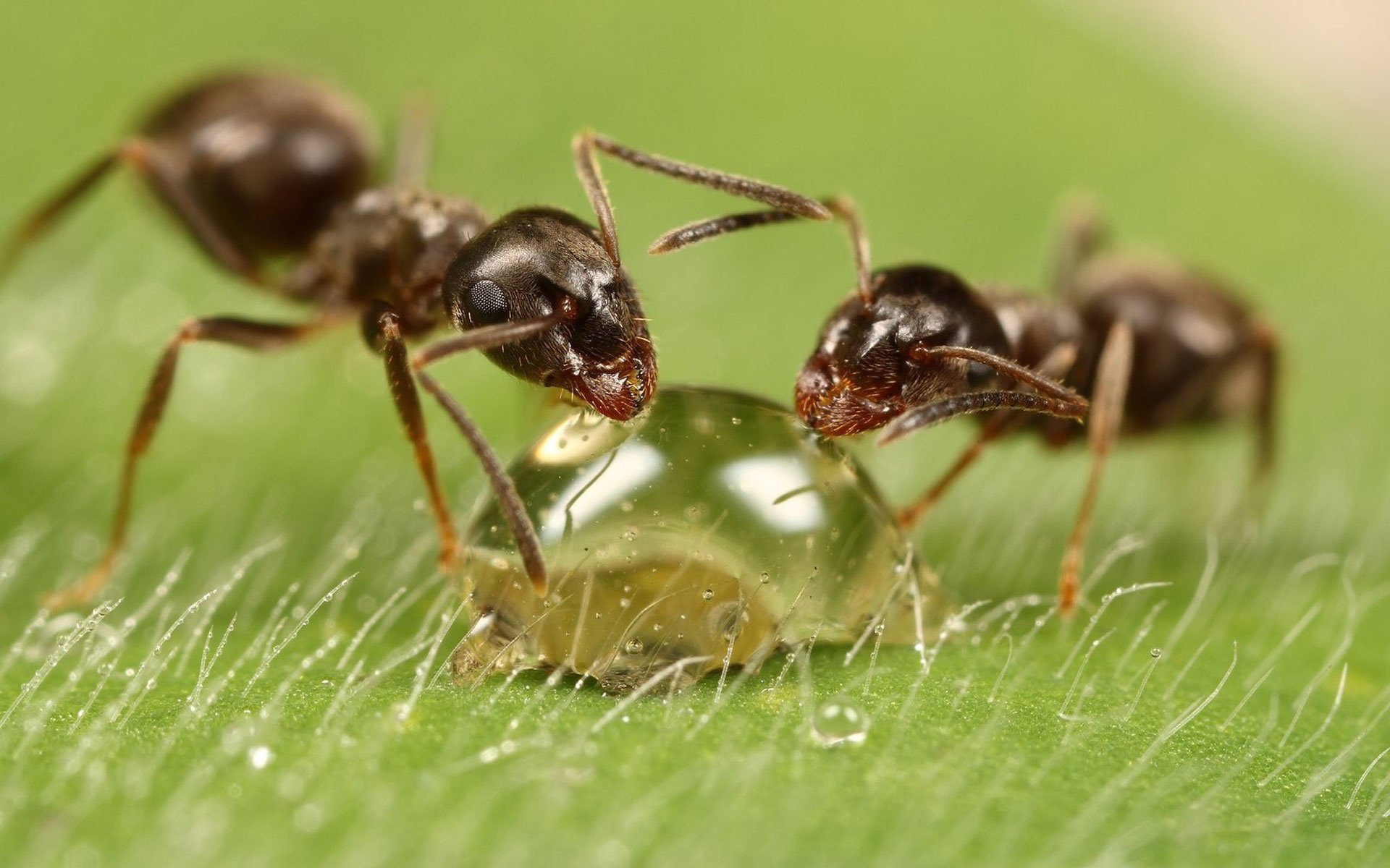 Заболевшие муравьи. Аргентинский муравей суперколонии. Муравьиная кислота от комаров. Муравьи и муравьиная кислота. Насекомые муравей.