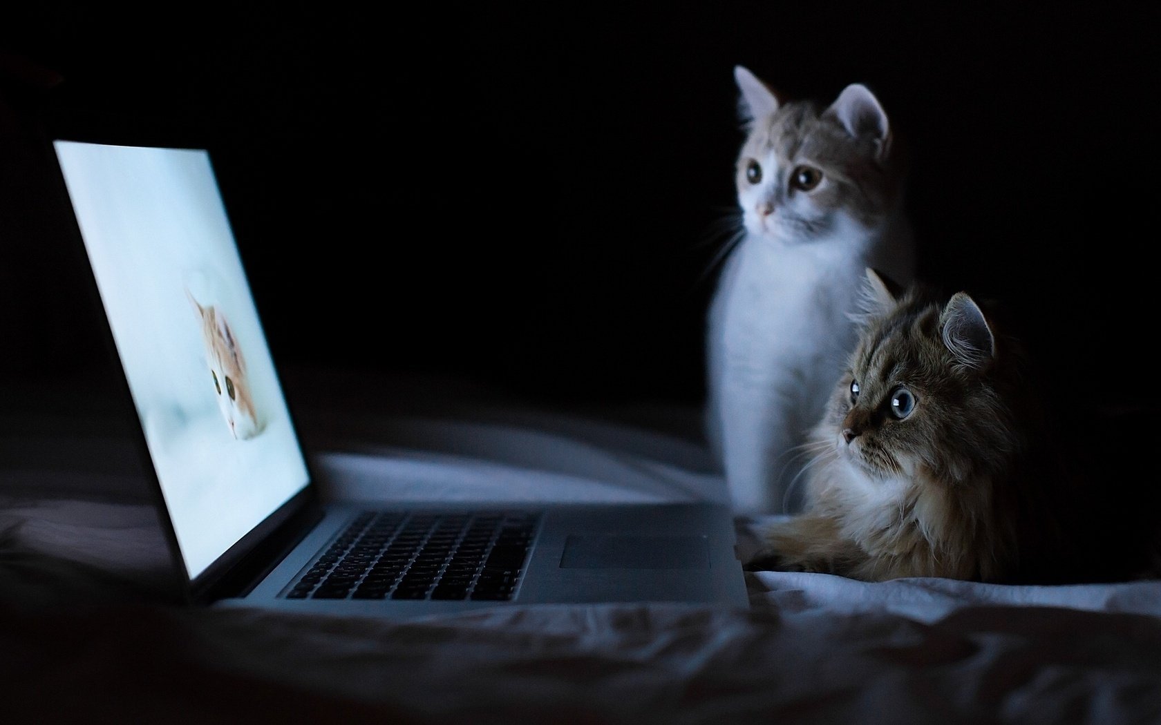 Кошка с котенком на кошачьем обучении