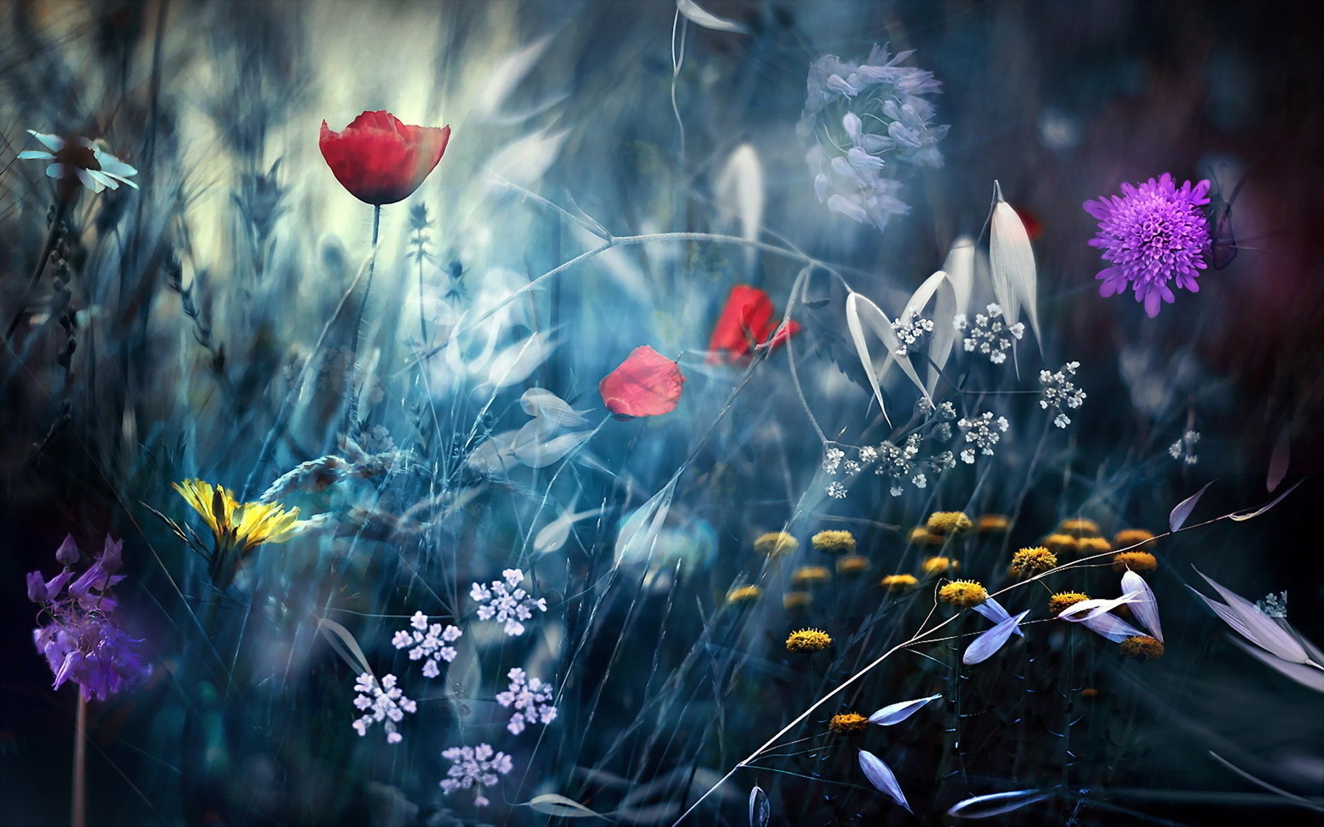 Природа и цветы в HD качестве