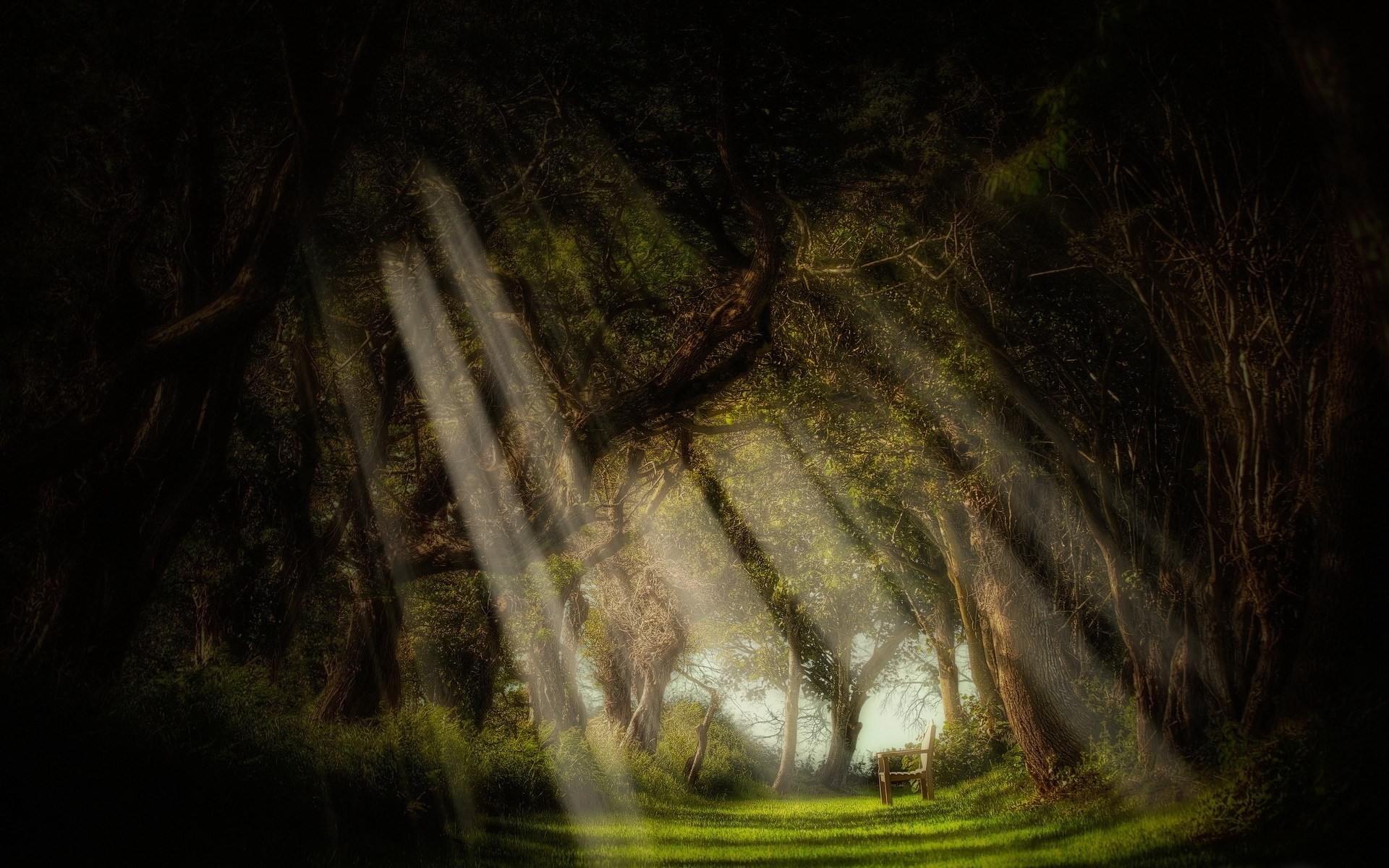 Дерево конца света. Дремучий лес. Поляна в лесу ночью. Мистический лес. Мистические места в лесу.