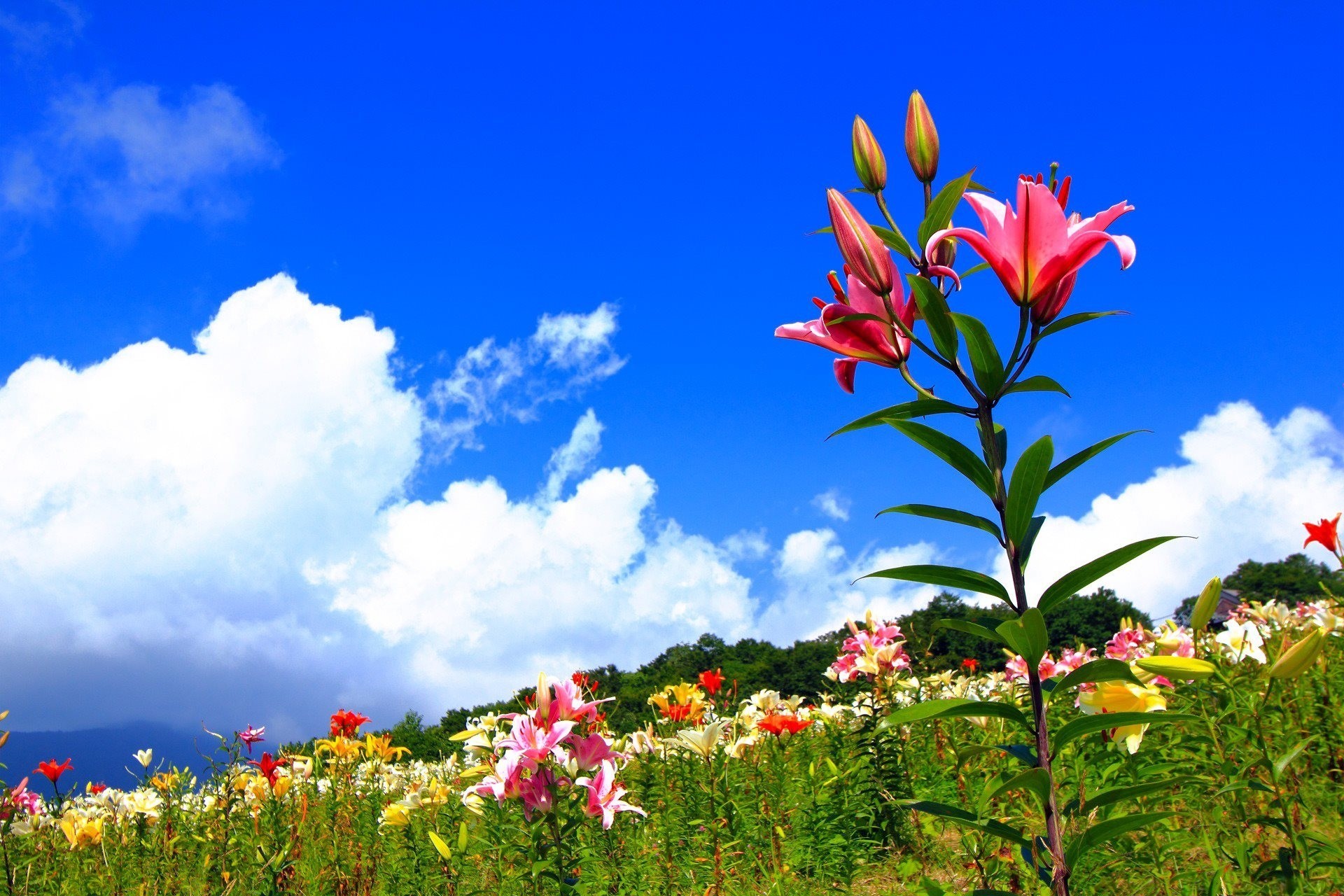 Flower nature. Цветы на фоне неба. Цветы на Поляне. Лилии в природе. Красивые пейзажи природы с цветами.
