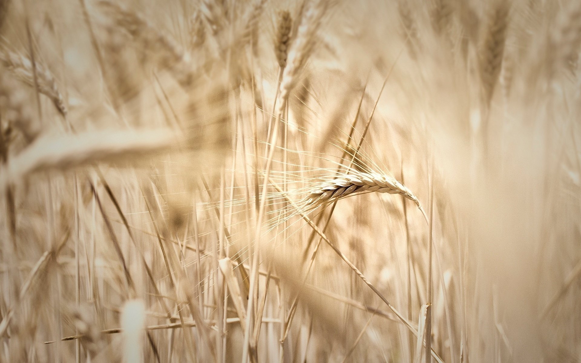 Пшеничный фон. Поле пшеницы. Поле с колосьями. Колосья пшеницы. Ржаное поле.