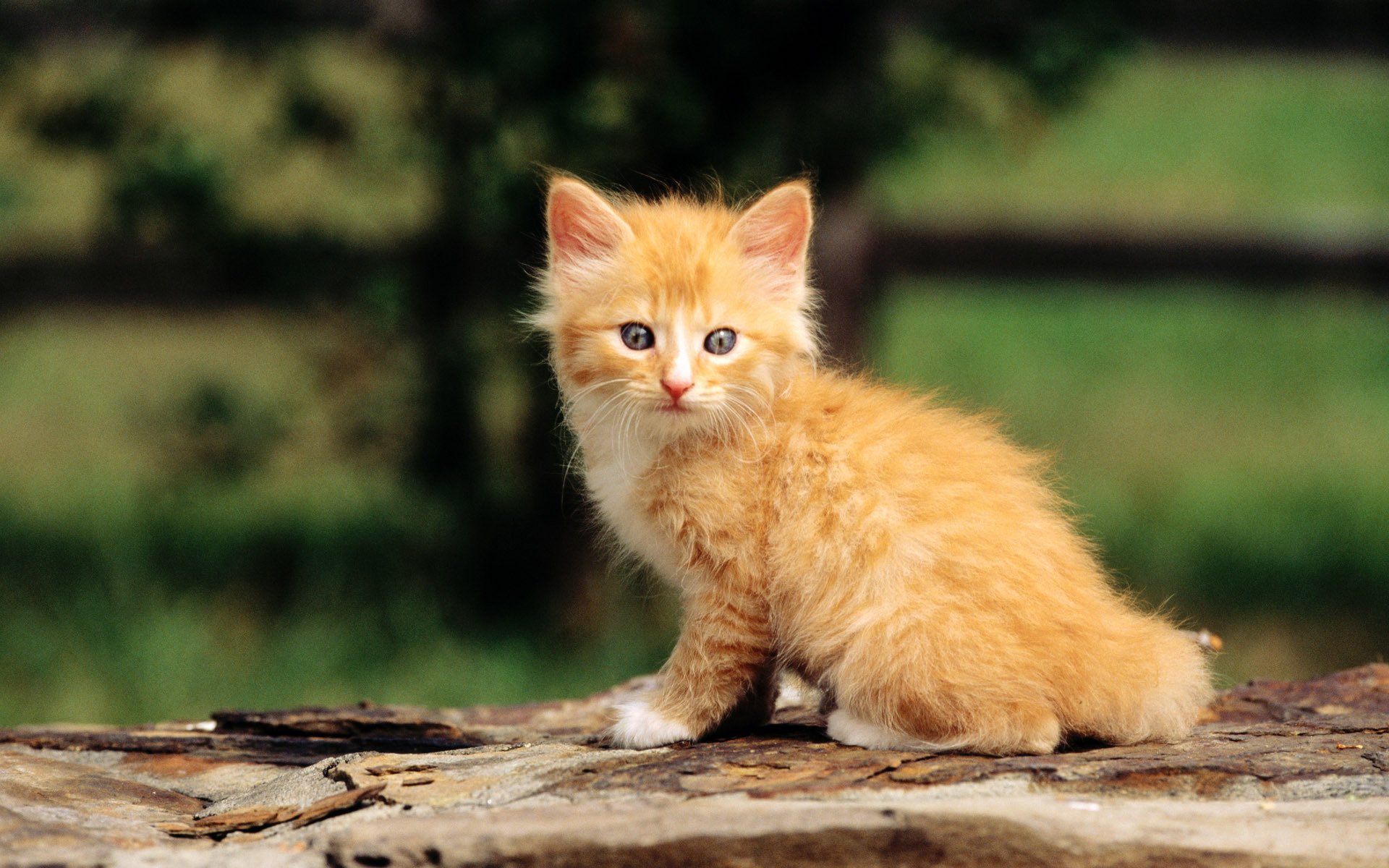 Картинка cat net. Беспородные рыжие котята. Рыжий котёнок. Рыжий пушистый котенок. Красивый рыжий котенок.