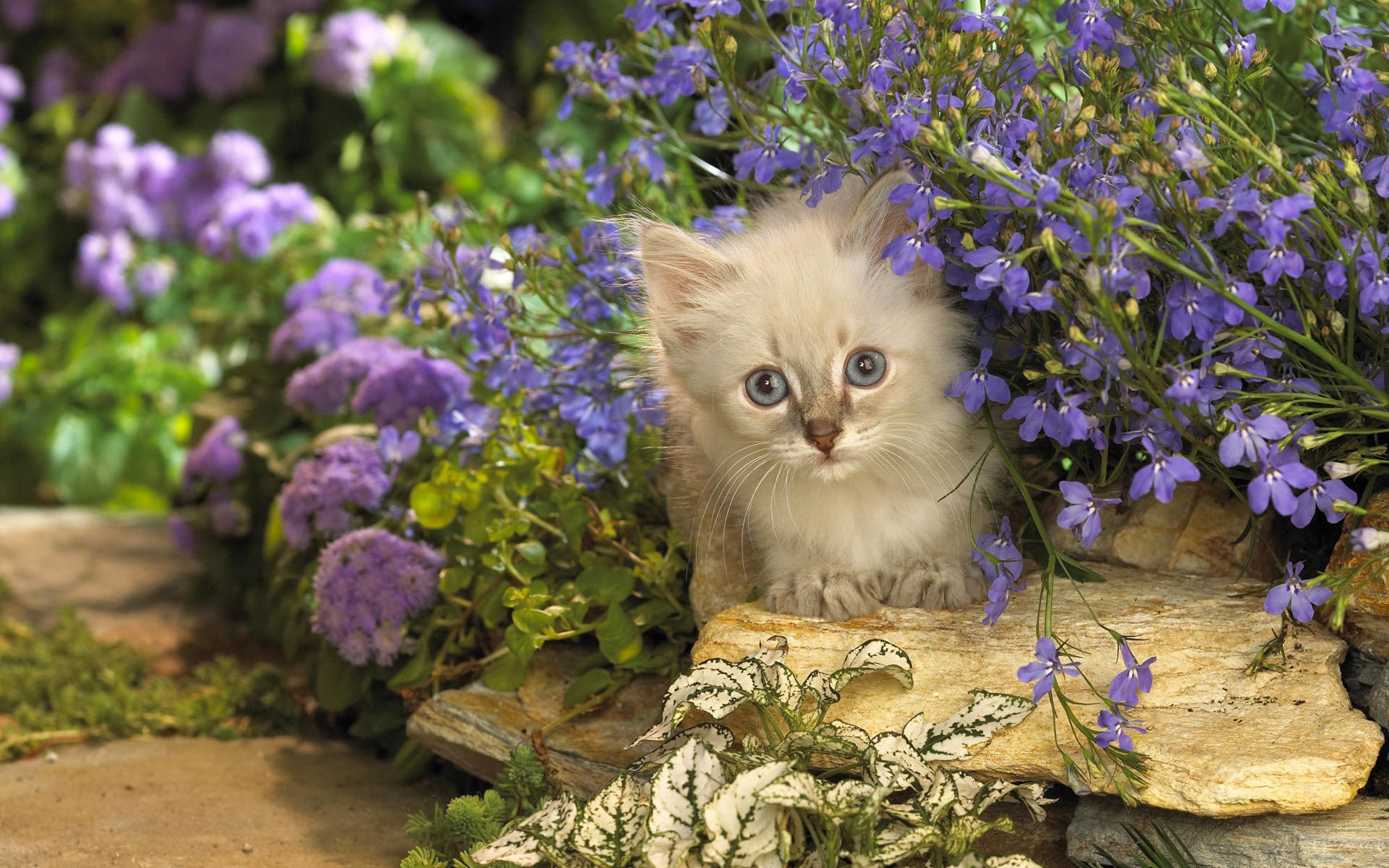 Котенок любит играть с цветами. Обои с котятами. Красивые котята. Живые котята. Котенок в цветах.