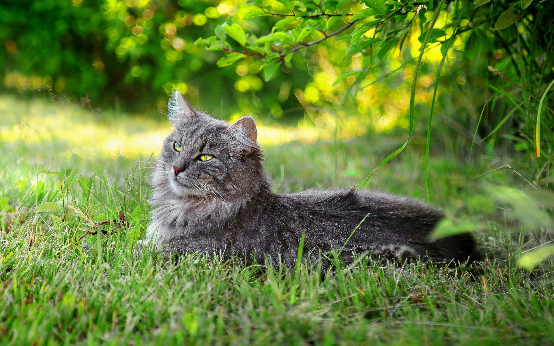 РљРѕС€РєРё Р»РµС‚РѕРј