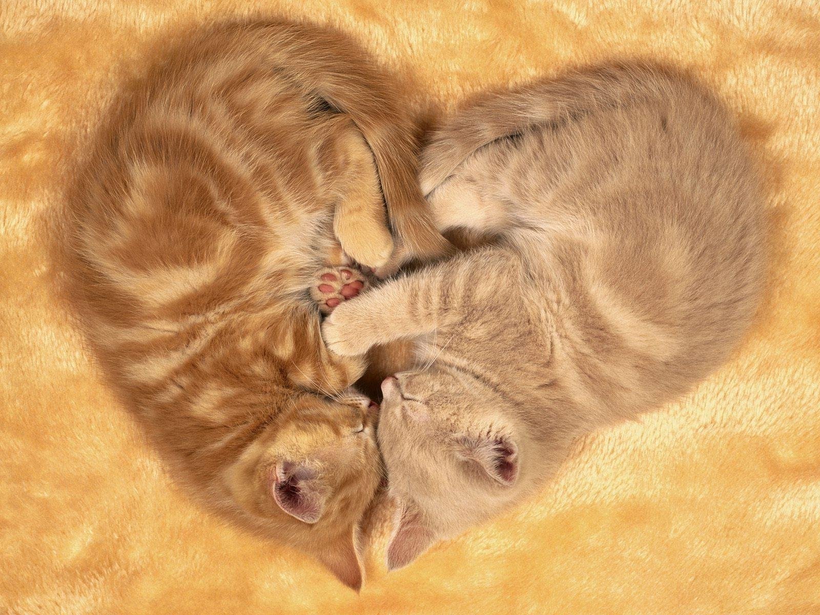 Смешные картинки котиков милые. Милые котятки. Кошка с котятами. Кошки в виде сердца. Смешные котята.